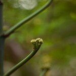 Agave sisalana Flower