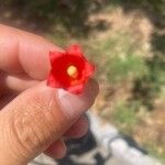 Brachychiton acerifoliusFlower