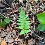 Dryopteris cristata पत्ता