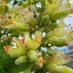 Aesculus glabra Flor