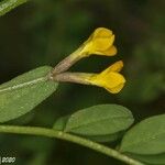 Ornithopus pinnatus Квітка