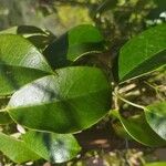 Holboellia latifolia Levél