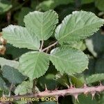 Rubus andegavensis Blad