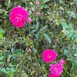 Rosa gallica Кветка