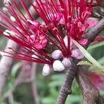 Myrrhinium atropurpureum 花