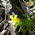 Oxalis suksdorfii Fiore