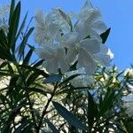 Nerium oleander Virág