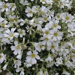 Cerastium tomentosumΛουλούδι