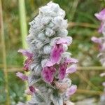 Stachys byzantina花