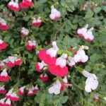 Salvia × jamensis Virág