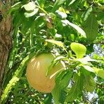 Aegle marmelos Hoja