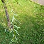 Salix babylonica برگ