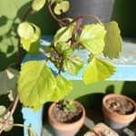 Plectranthus verticillatus Hoja