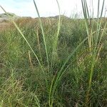 Typha orientalis Natur