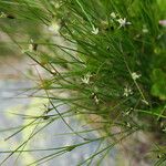 Juncus trifidus Çiçek
