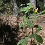 Cytisus villosus List