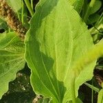 Plantago major Лист