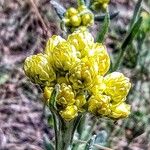 Helichrysum arenarium Kukka