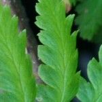 Dryopteris cristata List