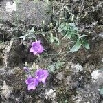 Campanula carnica Habit