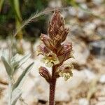 Orobanche artemisiae-campestris Квітка