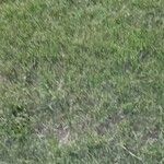 Paspalum vaginatum Leaf