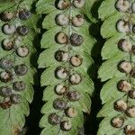 Dryopteris oreades 其他