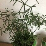 Rhipsalis cereuscula Liść