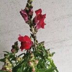 Antirrhinum australe Virág