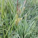 Carex vesicaria Květ