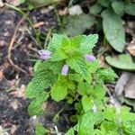 Lamium hybridum Leaf