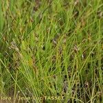 Eleocharis multicaulis Hábito
