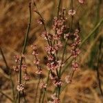 Eriogonum roseum Habitat