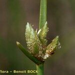 Cyperus laevigatus 果實