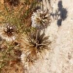 Echinops spinosissimusFlors