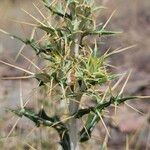 Ptilostemon hispanicus Leaf
