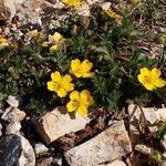 Potentilla verna Hábito