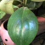 Peperomia glabella Levél