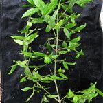 Euonymus echinatus Habitatea