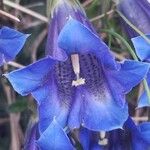 Gentiana alpina Flor