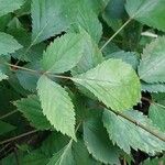 Astilbe simplicifolia Blad