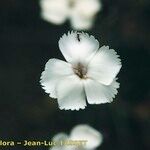 Dianthus arrostoi Blüte