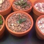 Gasteria pillansiiЛисток