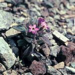 Collomia diversifolia Характер