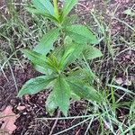 Solidago altissima পাতা