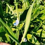 Lathyrus sativus Leaf