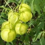 Cardiospermum halicacabum Fruit