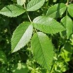 Rosa corymbifera Blad