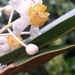 Calophyllum inophyllum 花