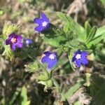 Anchusa procera Blomst